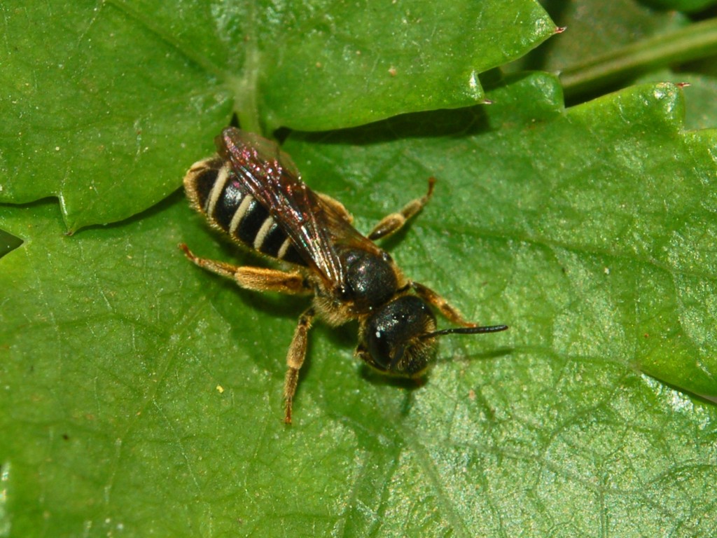 Halictus sp. F (Apidae Halictinae)